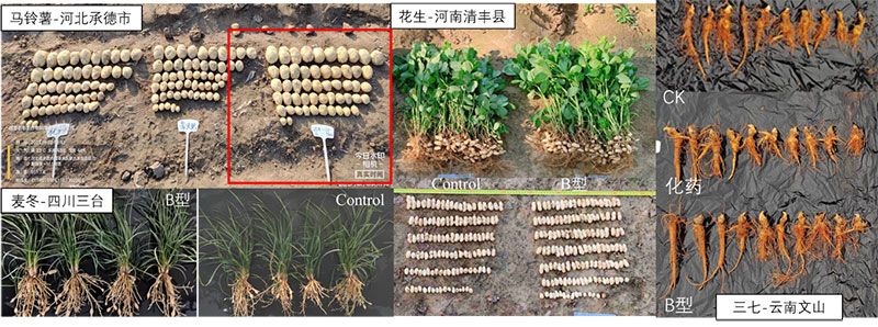 NEW INTEGRATED BIOSTIMULANT TECHNOLOGY ACTIVELY ADDRESSING THE IMPACT OF ABIOTIC STRESSES ON AGRICULTURAL PRODUCTION, HELPING TO IMPROVE BOTH GRAIN YIELD AND QUALITY OF AGRICULTURAL PRODUCTS