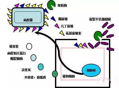 氨基寡糖素 - 植物的免疫衛(wèi)士，根結(jié)線蟲的克星