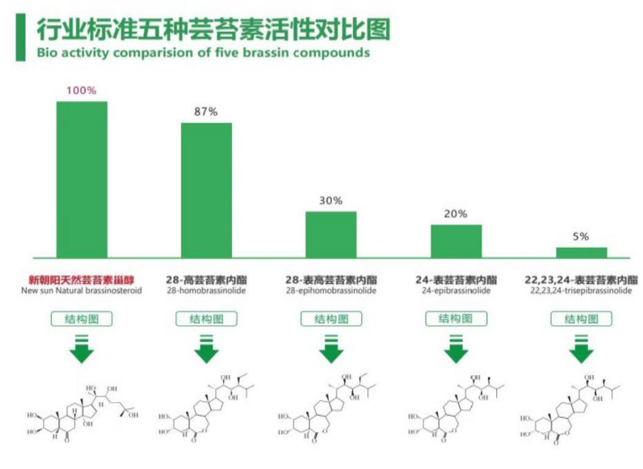 小麥拌種選新朝陽天然蕓苔素，讓小麥高產(chǎn)贏在起跑線上?。ㄐ←溤谑裁磿r(shí)候用蕓苔素效果最佳）